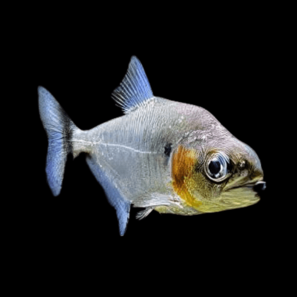 Green Tiger Manuel's Piranha Serrasalmus Manuelli 10cm - Real Aquatics