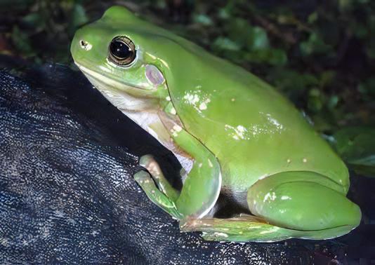 Green Tree Frog Litoria Caerulea 5cm - Real Aquatics