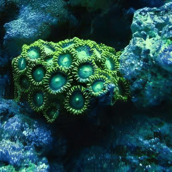 Green Zoa Soft Coral Frag Zoanthus Sp - Real Aquatics