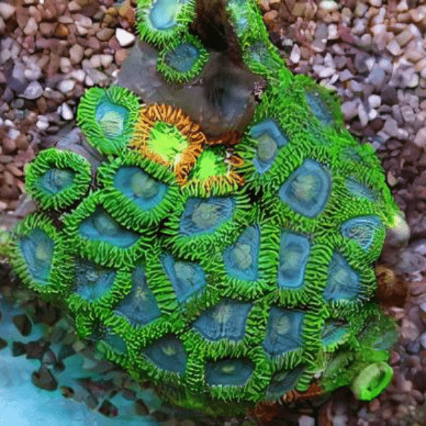 Green Zoa Soft Coral Frag Zoanthus Sp - Real Aquatics