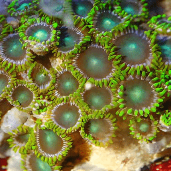 Green Zoa Soft Coral Frag Zoanthus Sp - Real Aquatics