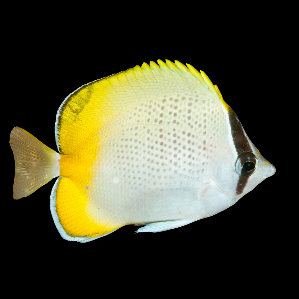 Guenther's Butterfly Fish Chaetodon Guentheri - Real Aquatics