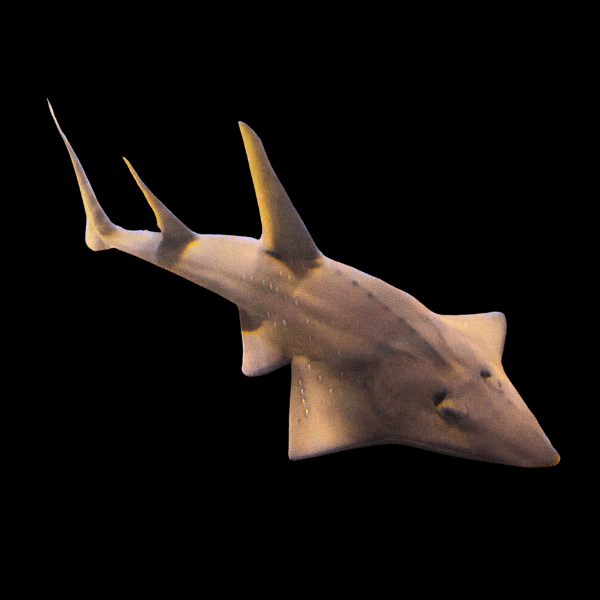 Guitarfish Shovelnose Stingray Rhinobatos Typus - Real Aquatics