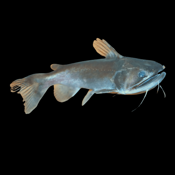 Gulper Catfish Asterophysus Batrachus 10cm - Real Aquatics