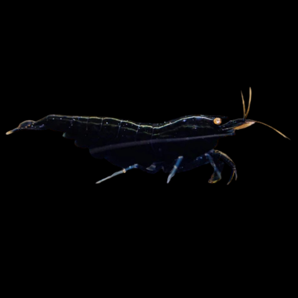 10 x Golden Eye Black King Kong High Grade Shrimp Caridina Sp 2cm - Real Aquatics