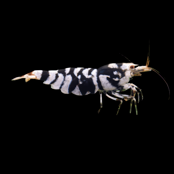 10 x Black Tiger High Grade Shrimp Caridinia Sp 2cm - Real Aquatics