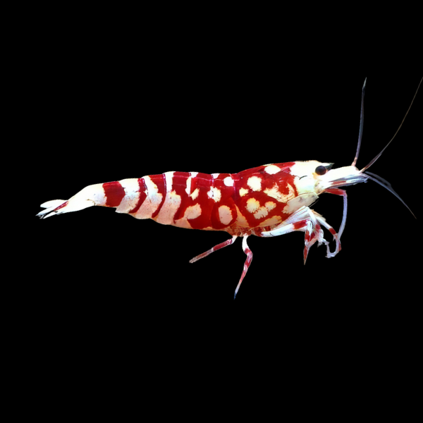 10 x Red Tiger High Grade Shrimp Caridinia Sp 2cm - Real Aquatics