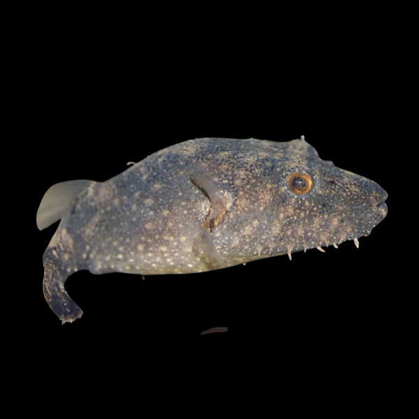 Hairy Pufferfish Tetraodon Baileyi 10cm - Real Aquatics