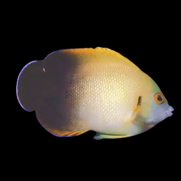 Half Black Vroliki Dwarf Angelfish Centropyge Vroliki - Real Aquatics