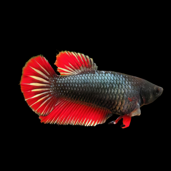 Half Moon Betta Female Black Base 3cm - Real Aquatics