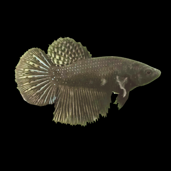 Half Moon Betta Female Black 3cm - Real Aquatics