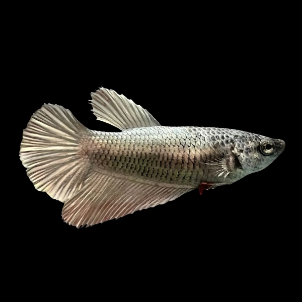 Half Moon Betta Female Copper 3cm - Real Aquatics