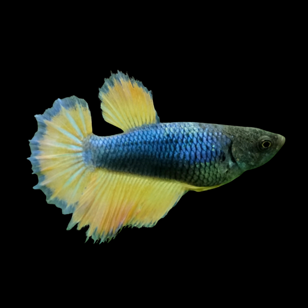 Half Moon Betta Female Mustard Gas 3cm - Real Aquatics