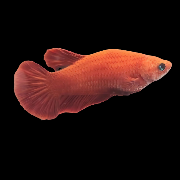 Half Moon Betta Female Orange Base 3cm - Real Aquatics