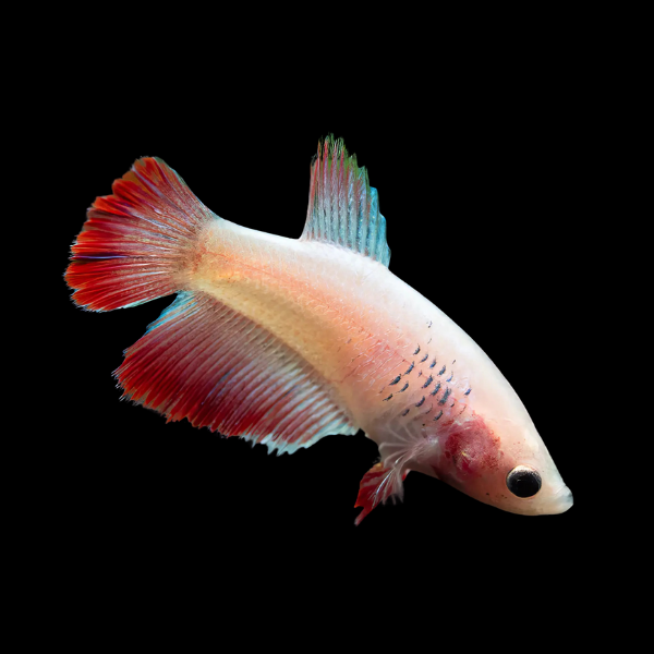 Half Moon Betta Female Pink Base 3cm - Real Aquatics