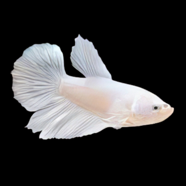 Half Moon Betta Female Platinum 3cm - Real Aquatics