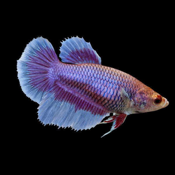 Half Moon Betta Female Purple Base 3cm - Real Aquatics