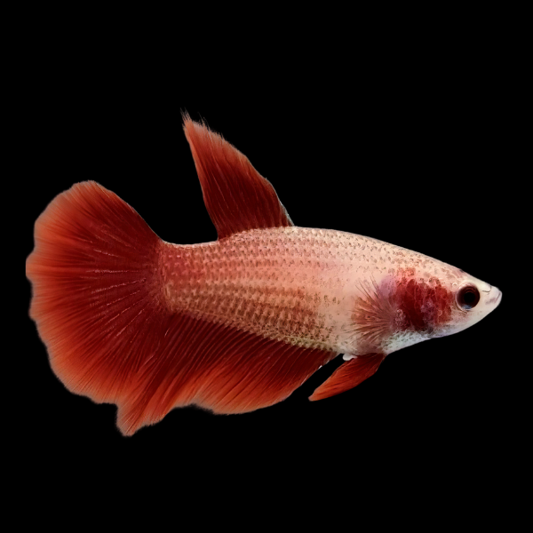 Half Moon Betta Female Red Base 3cm - Real Aquatics