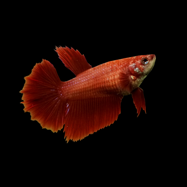 Half Moon Betta Female Red 3cm - Real Aquatics