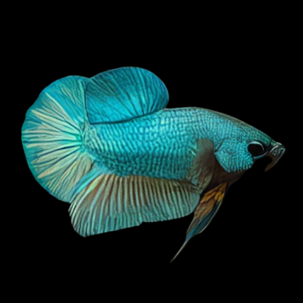 Half Moon Betta Female Turquoise 3cm - Real Aquatics