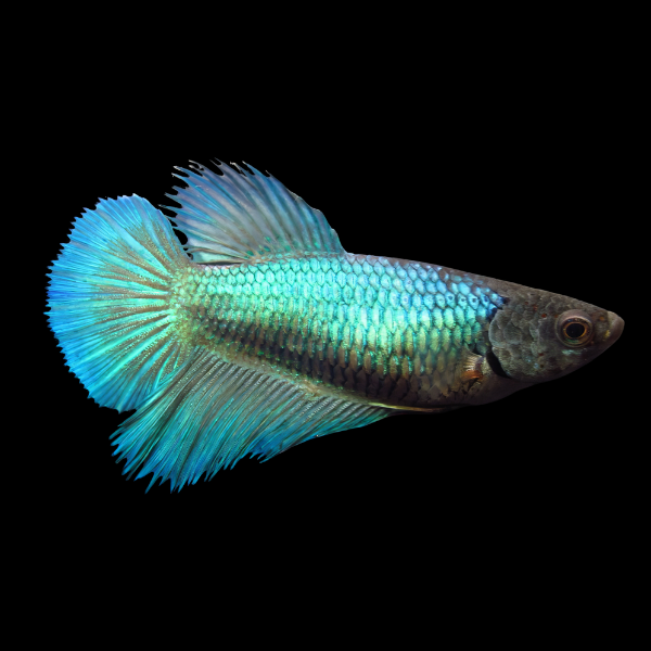 Half Moon Betta Female Turquoise Base 3cm - Real Aquatics