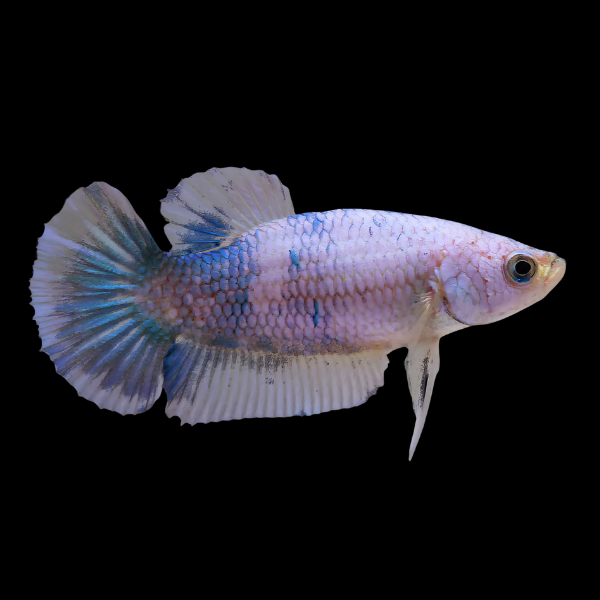 Half Moon Betta Female White Base 3cm - Real Aquatics