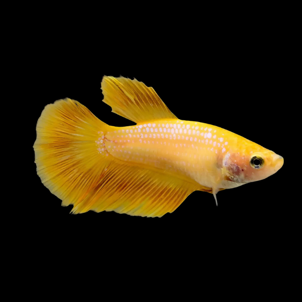 Half Moon Betta Female Yellow Base 3cm - Real Aquatics