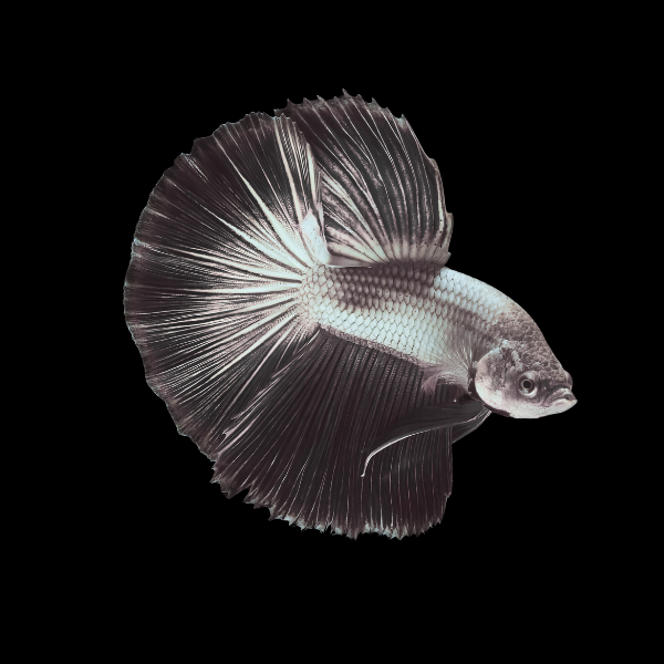 Half Moon Betta Male Black Base 3cm - Real Aquatics