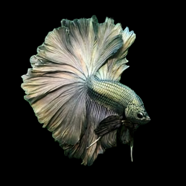 Half Moon Betta Male Copper 3cm - Real Aquatics