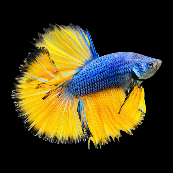 Half Moon Betta Male Mustard Gas 3cm - Real Aquatics