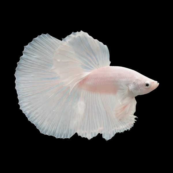 Half Moon Betta Male Platinum 3cm - Real Aquatics