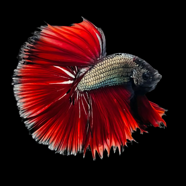 Half Moon Betta Male Red Base 3cm - Real Aquatics