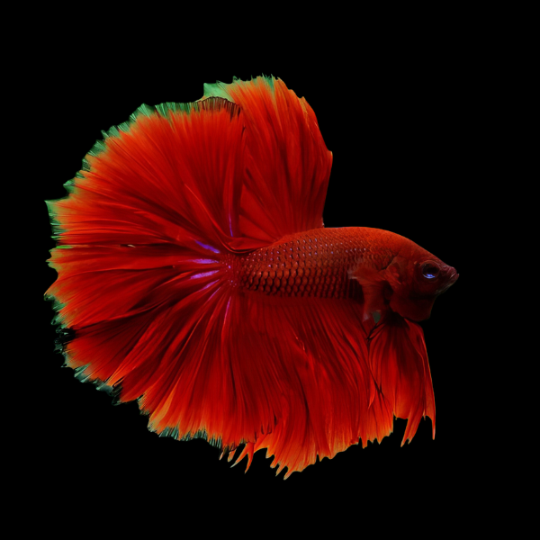 Half Moon Betta Male Red 3cm - Real Aquatics