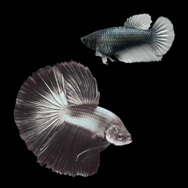 Half Moon Betta Pair Male & Female Black Base 3cm - Real Aquatics