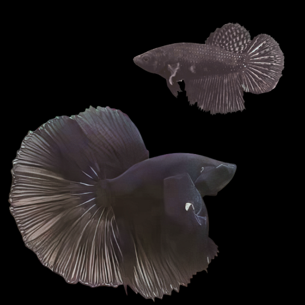 Half Moon Betta Pair Male & Female Black 3cm - Real Aquatics