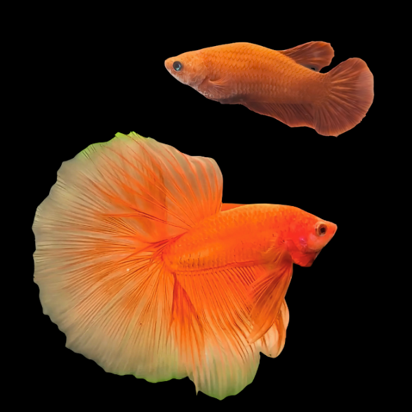 Half Moon Betta Pair Male & Female Orange Base 3cm - Real Aquatics