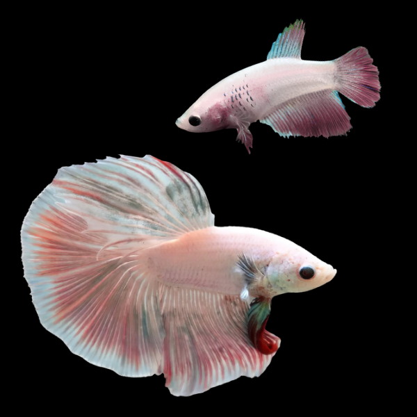 Half Moon Betta Pair Male & Female Pink Base 3cm - Real Aquatics
