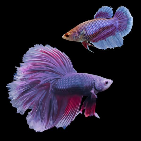 Half Moon Betta Pair Male & Female Purple Base 3cm - Real Aquatics