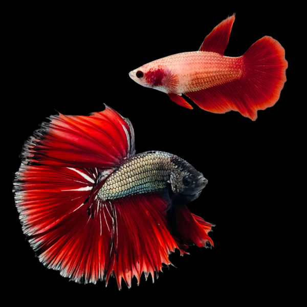 Half Moon Betta Pair Male & Female Red Base 3cm - Real Aquatics
