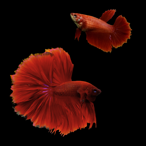 Half Moon Betta Pair Male & Female Red 3cm - Real Aquatics