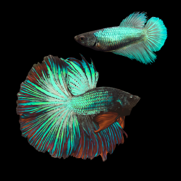 Half Moon Betta Pair Male & Female Turquoise Base 3cm - Real Aquatics