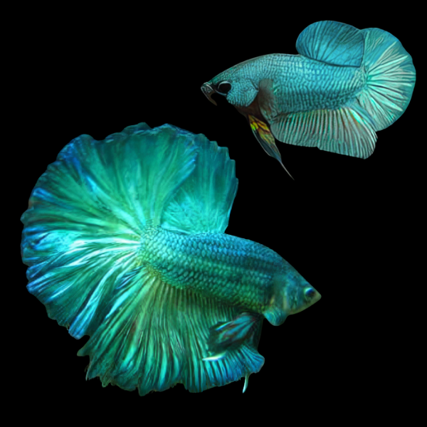 Half Moon Betta Pair Male & Female Turquoise 3cm - Real Aquatics