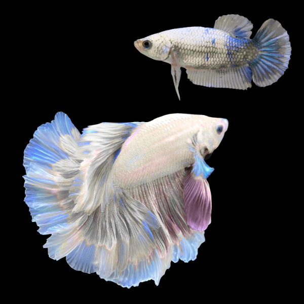 Half Moon Betta Pair Male & Female White Base 3cm - Real Aquatics