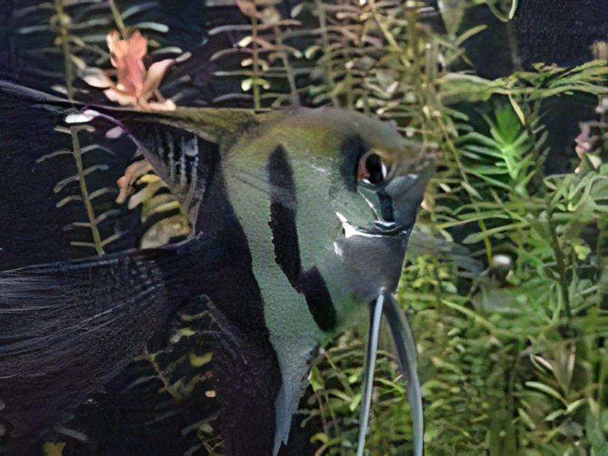 Half Black Angelfish Pterophyllum Scalare 5cm - Real Aquatics