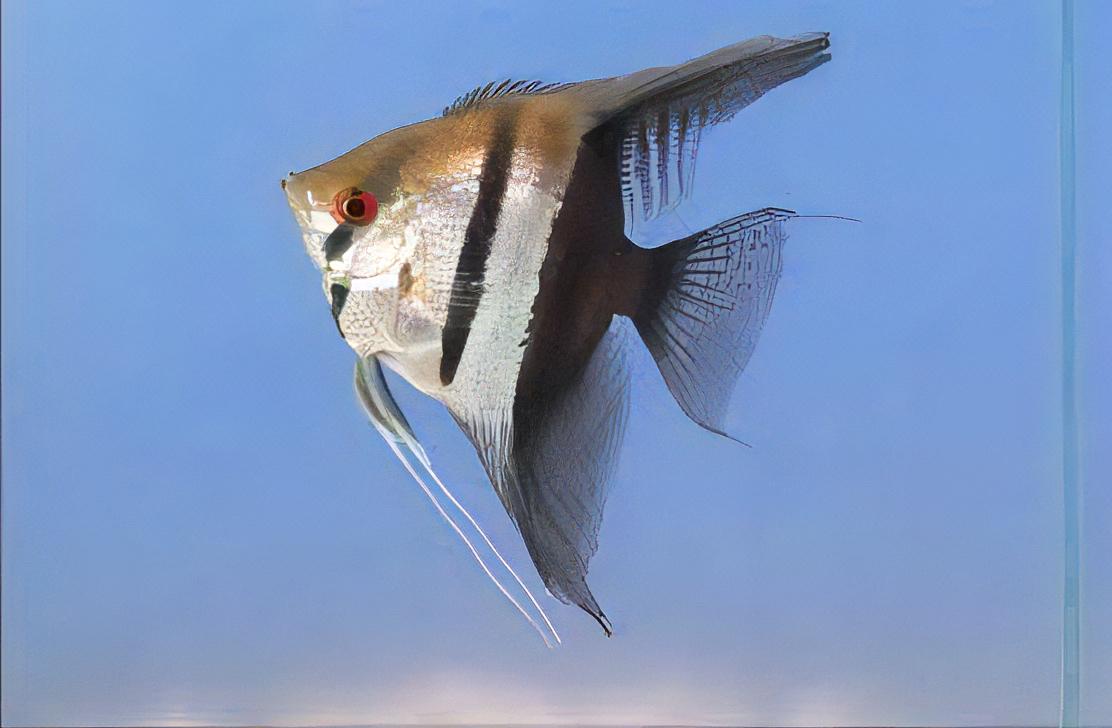 Half Black Angelfish Pterophyllum Scalare 5cm - Real Aquatics
