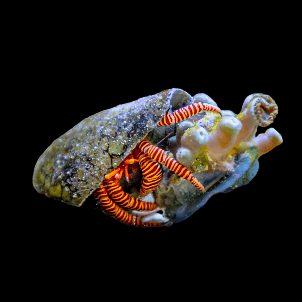 Halloween Hermit Crab Ciliopagurus Strigatus - Real Aquatics