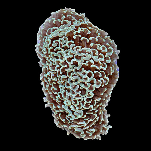 Hammer Wall Mint Green Hard Coral Euphyllia - Real Aquatics
