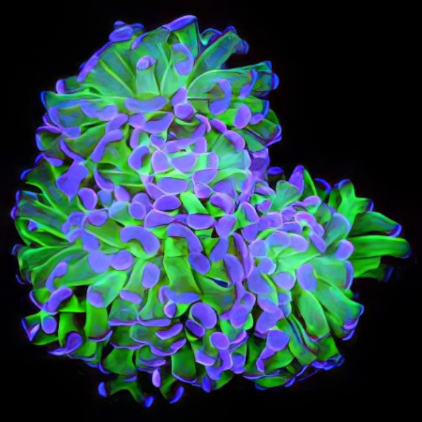 Hammerhead Branched Hard Coral Euphyllia Sp - Real Aquatics