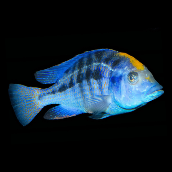 Haplochromis Spilonotus Malawi African Cichlid