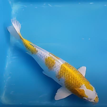 Hariwake Japanese Koi Carp Cyprinus Carpio